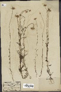 spécimen de Anthemis arvensis