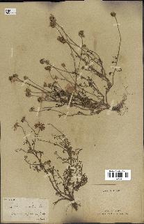 spécimen de Anthemis arvensis