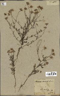 spécimen de Anthemis arvensis