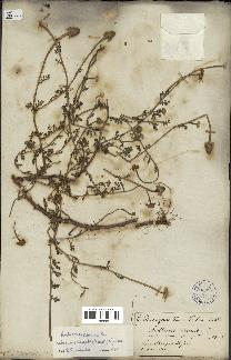 spécimen de Anthemis arvensis