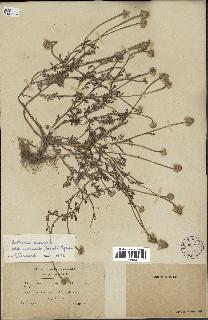 spécimen de Anthemis arvensis