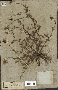 spécimen de Anthemis arvensis