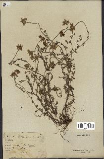 spécimen de Anthemis arvensis