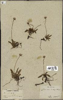 spécimen de Hieracium pilosella