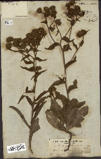 spécimen de Andryala laxiflora