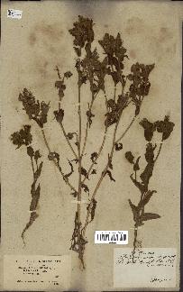 spécimen de Andryala integrifolia