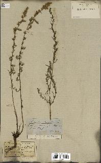 spécimen de Artemisia campestris