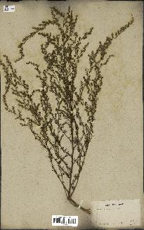 spécimen de Artemisia campestris