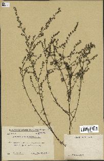 spécimen de Artemisia campestris