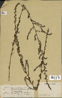spécimen de Artemisia campestris