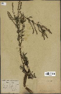 spécimen de Artemisia campestris