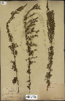 spécimen de Artemisia campestris