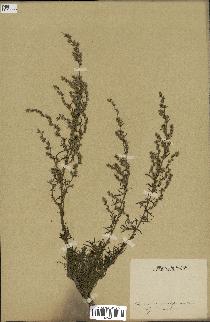 spécimen de Artemisia campestris