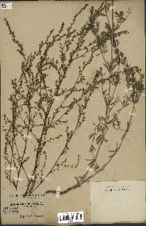 spécimen de Artemisia campestris