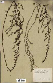 spécimen de Artemisia campestris
