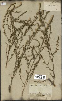 spécimen de Artemisia campestris