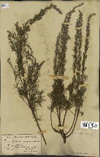 spécimen de Artemisia camphorata