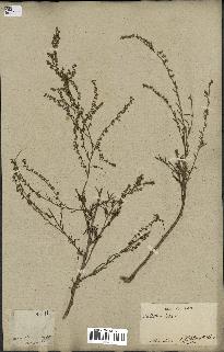 spécimen de Artemisia campestris