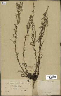 spécimen de Artemisia campestris