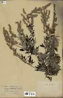 spécimen de Artemisia campestris