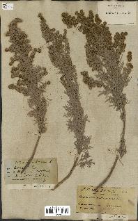 spécimen de Artemisia arborescens