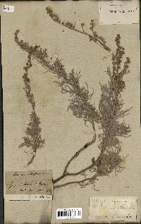 spécimen de Artemisia arborescens