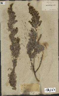 spécimen de Artemisia arborescens