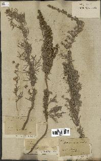 spécimen de Artemisia arborescens