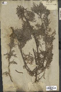 spécimen de Artemisia arborescens