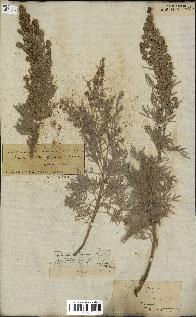 spécimen de Artemisia arborescens