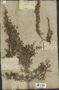 spécimen de Artemisia arborescens