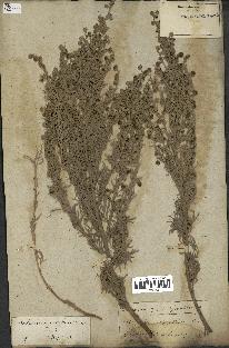 spécimen de Artemisia arborescens