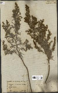 spécimen de Artemisia arborescens