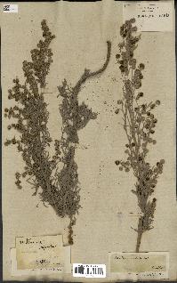 spécimen de Artemisia arborescens