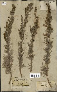 spécimen de Artemisia arborescens