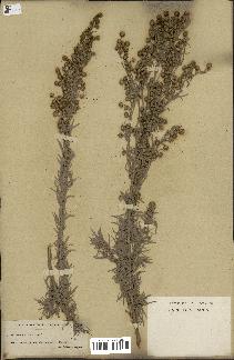 spécimen de Artemisia arborescens