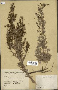 spécimen de Artemisia arborescens