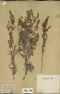 spécimen de Artemisia arborescens