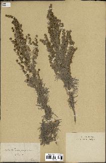 spécimen de Artemisia arborescens