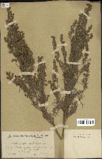 spécimen de Artemisia arborescens