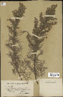 spécimen de Artemisia arborescens