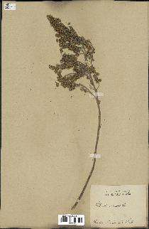 spécimen de Artemisia arborescens