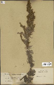 spécimen de Artemisia arborescens