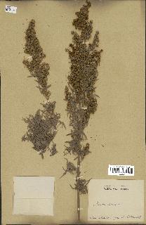 spécimen de Artemisia arborescens