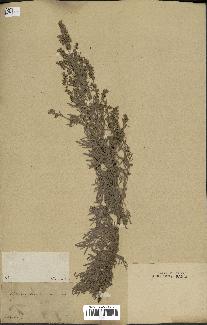 spécimen de Artemisia arborescens