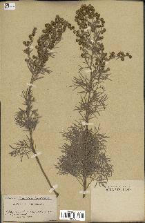 spécimen de Artemisia arborescens