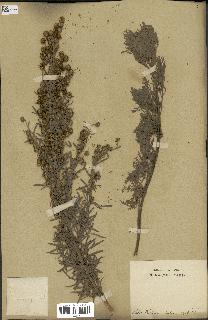 spécimen de Artemisia arborescens