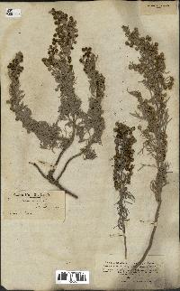 spécimen de Artemisia arborescens