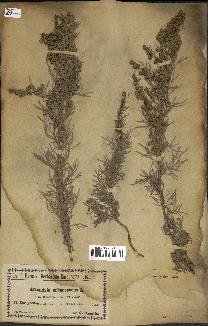 spécimen de Artemisia arborescens