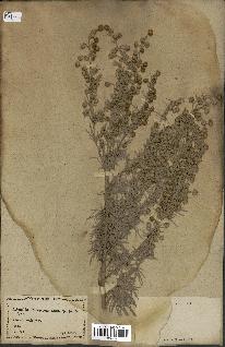 spécimen de Artemisia arborescens